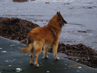 Oski on the beach of Peterhead