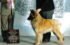 Alberta Kennel Club - Winners Male (WD), Best Opposite Sex (BOS) - February 2005